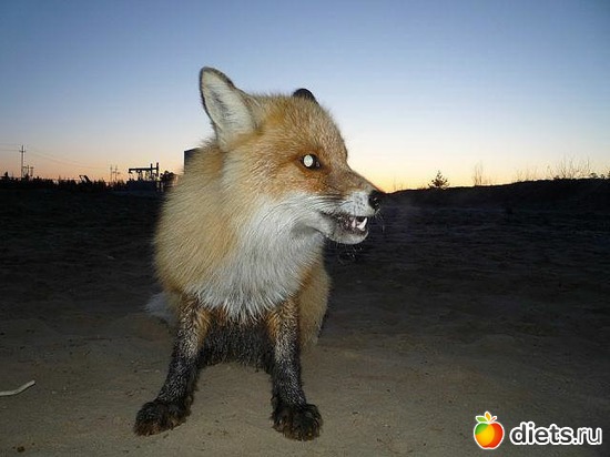 41 ����: ������� ����!!!