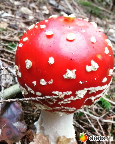 12 ����: ����� 2017