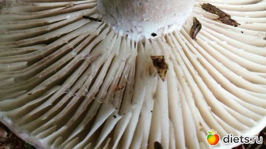 13 ����: ����� 2017