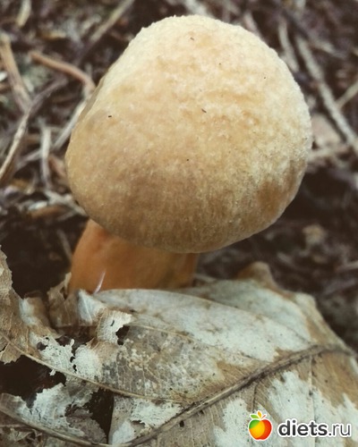 15 ����: ����� 2017