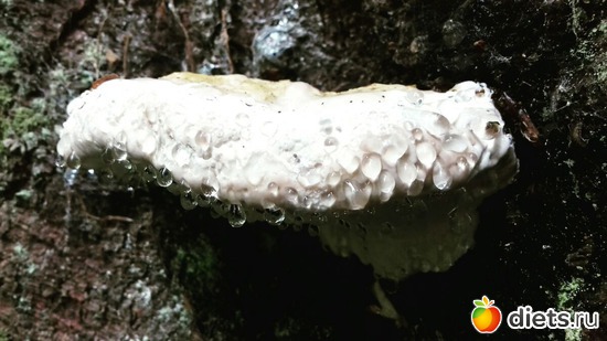 16 ����: ����� 2017