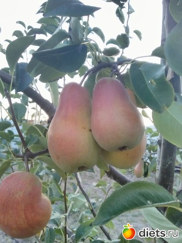 5 ����: �����