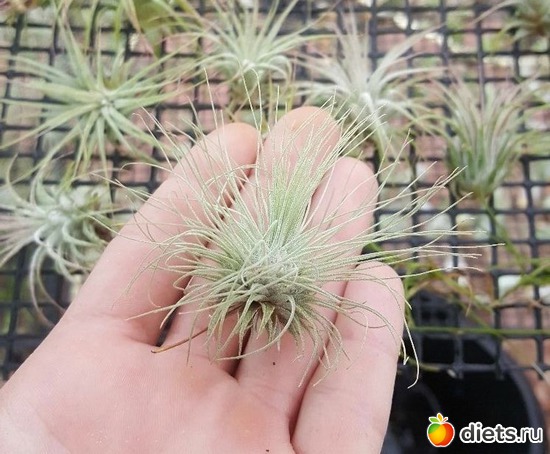 6 фото: Воздушные растения