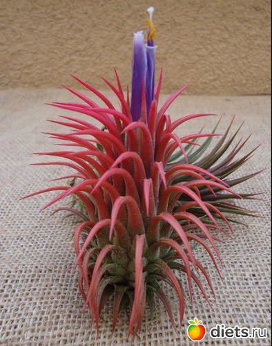 7 фото: Воздушные растения