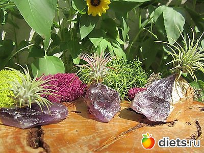 Воздушные растения