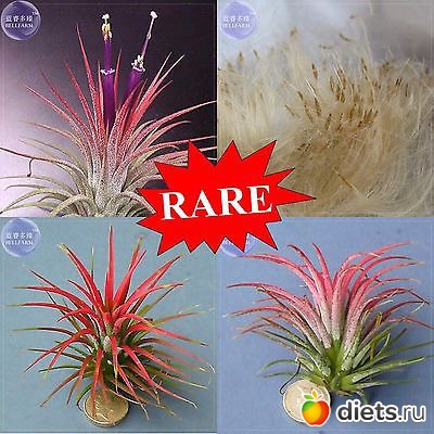 Воздушные растения