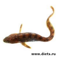 �������� ������������, �����