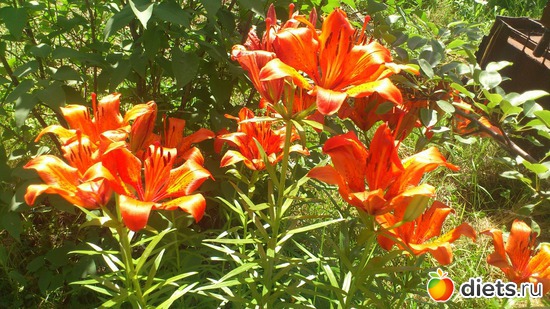 ����� �� ����� ����, ������: ��������