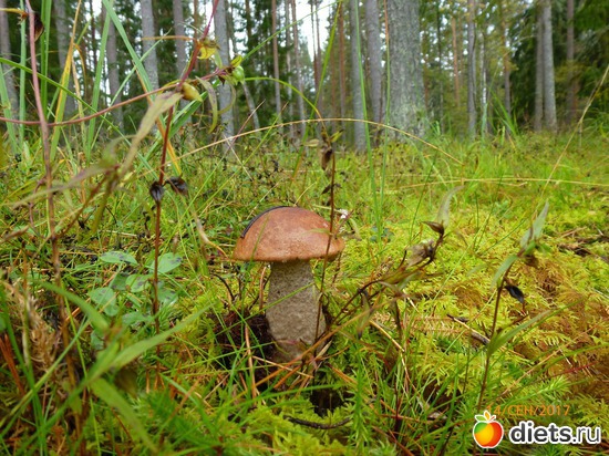 �������, ������: �����2017