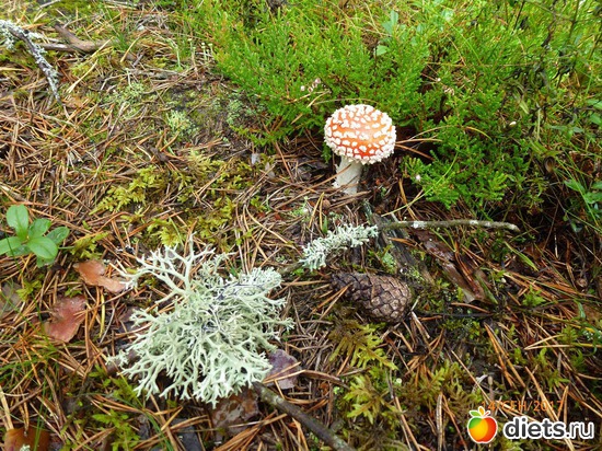 ����������, ������: �����2017