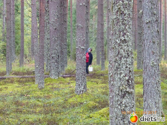 ��-��!, ������: �����2017