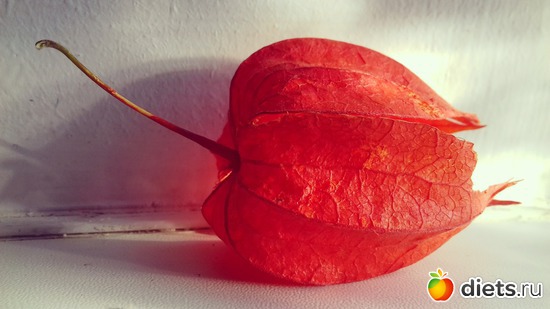 �����, ������: ����