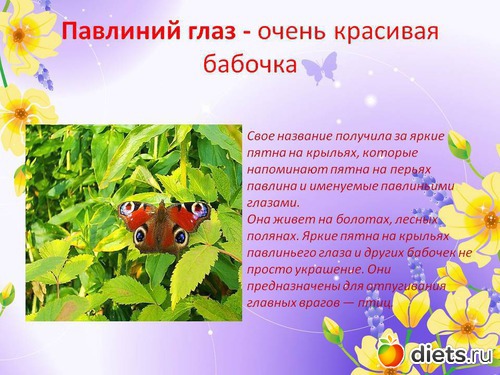 Цветок бабочка рассказ