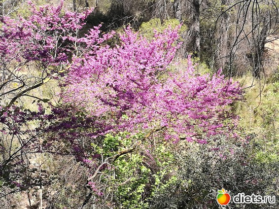 1 ����: viajes primavera