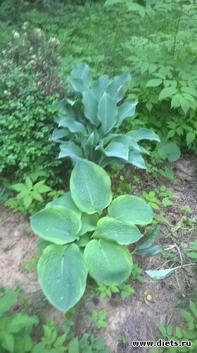 1 ����: ��� �����