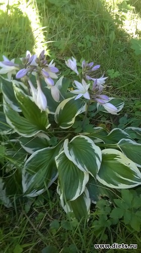 2 ����: ��� �����