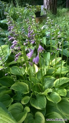 4 ����: ��� �����