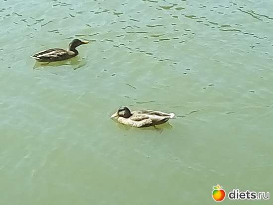 16 ����: �������� 11-12.08.2018