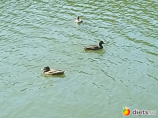 19 ����: �������� 11-12.08.2018