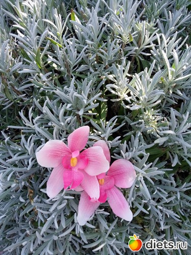 23 фото: Сахарная и вафельная флористика