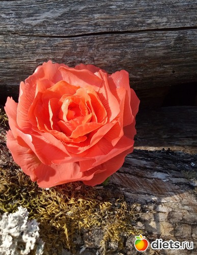 28 ����: �������� � ��������� ����������