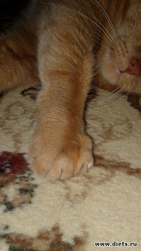 2 ����: ��� ����� �������