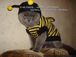 Правильной дорогой идем к стройности, товарищи! 108 серия, аки пчела...