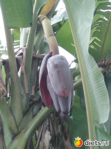 Так цветет банан, альбом: Вьетнам январь 2018 год....