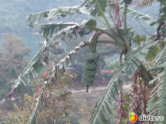 А это плоды банана, альбом: Вьетнам январь 2018 год....