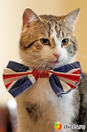 �����, ������: ��� ������� ���������.