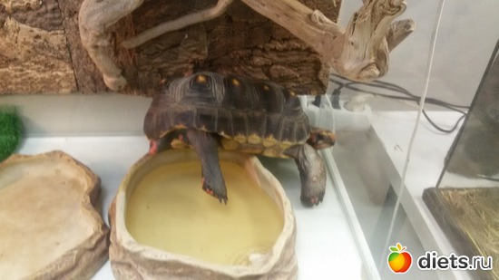 1 ����: �������� ������������ ��������