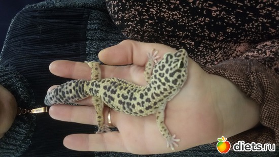 11 ����: �������� ������������ ��������