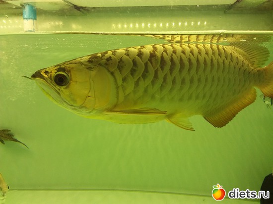 67 ����: ������� � ���� ����.