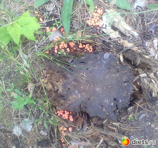 4 ����: ��� ������.