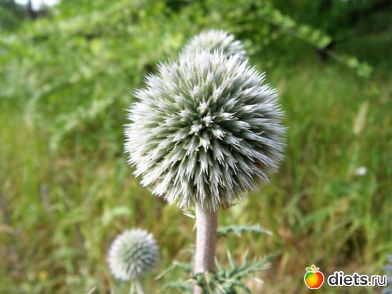 9 ����: ��� ������.