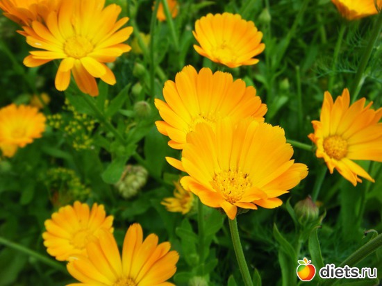 13 ����: ��� ������.