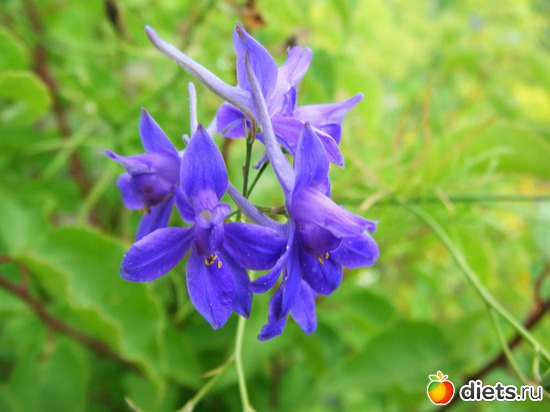 14 ����: ��� ������.