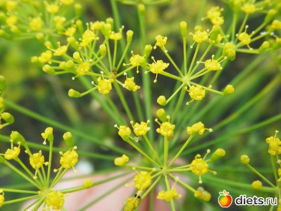 15 ����: ��� ������.