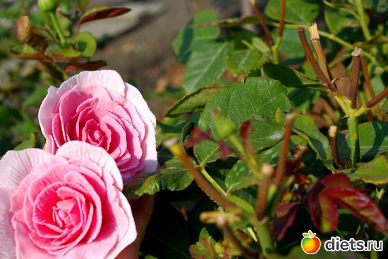 13 ����: �������� � ��������� ����������