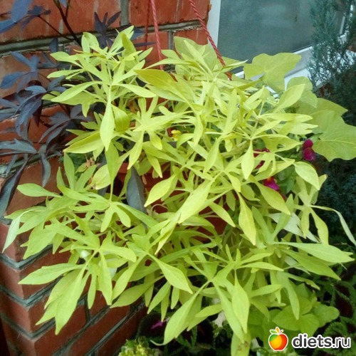 41 ����: �� ���������