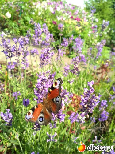 11 фото: Отпуск Июнь 2018