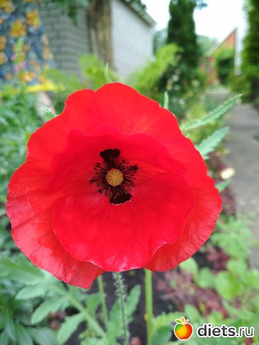 34 ����: ������ ���� 2018