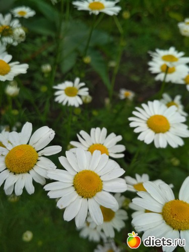 36 ����: ������ ���� 2018