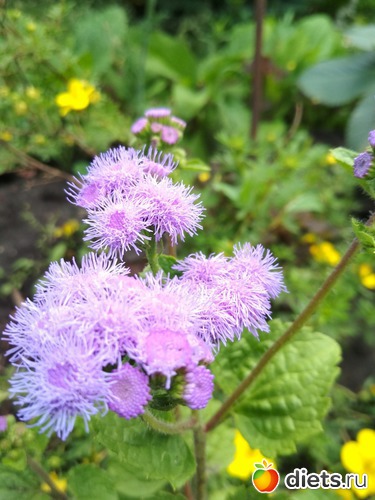 42 ����: ������ ���� 2018