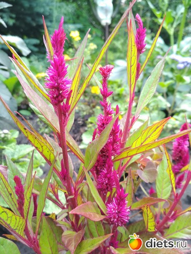 44 ����: ������ ���� 2018