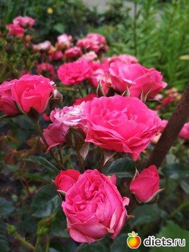 49 ����: ������ ���� 2018