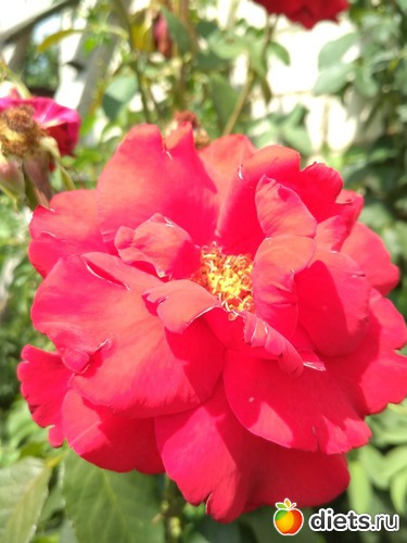 2 фото: Отпуск Июнь 2018-2