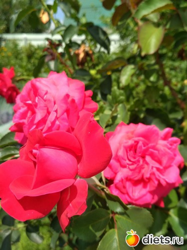 5 фото: Отпуск Июнь 2018-2