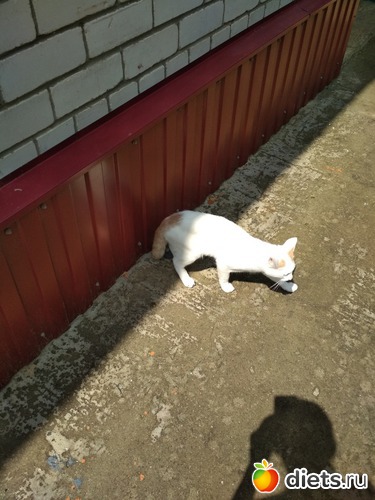 8 фото: Филька на даче Июнь 2018