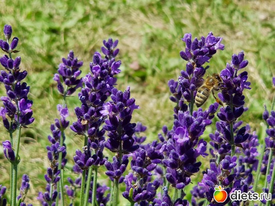 5 ����: ���� � �������